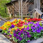 Chalet Nikolain Tupa, Vanha Hirsitalo Tuorila
